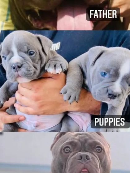 You can see the quality passed down from the parents to these American Bully puppies.
