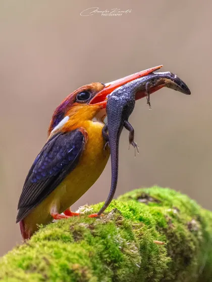 Another successful hunt for the fierce Oriental Dwarf Kingfisher. The sheer size of the prey compared to the bird is astounding and tells a story of survival in the wild.