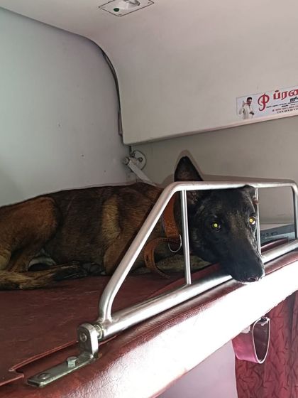 Global Pet Cab - Domestic Pet Relocation A Special Mission: Relocating Military K9s photo 3