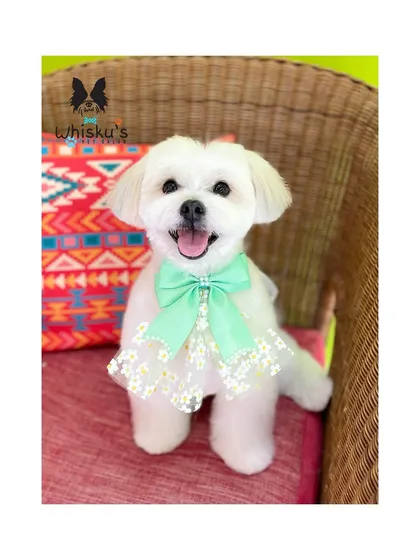 The perfect finish for a perfect boy. Leo, a happy Maltese, looking absolutely adorable and feeling fresh after his full grooming session, complete with a stylish bow.