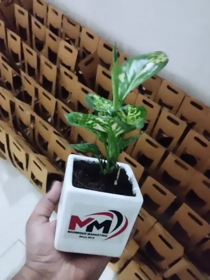 This Aglaonema Snow White, customized for Maaber Marketing, is ready to be packaged. In the background, you can see stacks of our carriers, demonstrating our readiness for large-scale event orders.