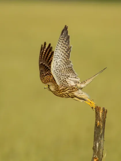 A Common Kestrel launches into flight from a perch in Tal Chappar Sanctuary. This shot demonstrates the kind of dynamic, split-second action we aim to capture on my birding tours, freezing a moment of pure grace and power.