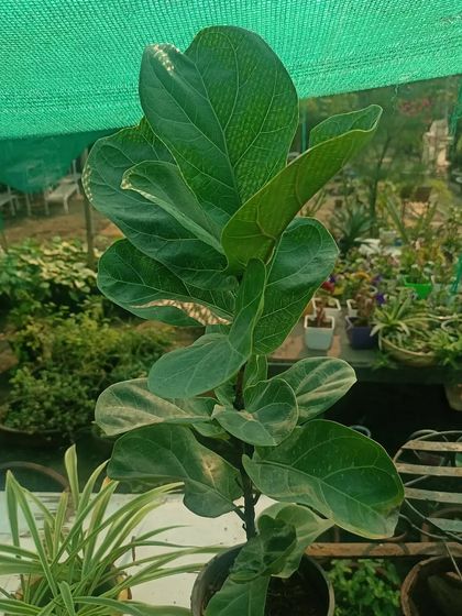 The Fiddle Leaf Fig is a very popular and stylish indoor plant. Its large, violin-shaped leaves make a bold statement in any modern home. We can guide you on how to care for it.