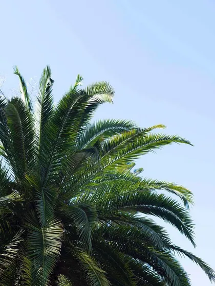 A simple, beautiful shot of a palm's fronds against a clear blue sky. I select healthy, vibrant specimens like this for all my projects.