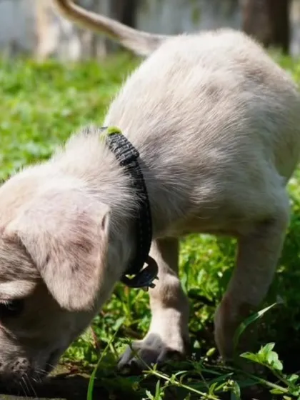 Bingo exploring her surroundings, sniffing the ground like a true adventurer. She is a healthy and curious pup.