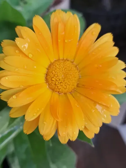 Bhardwaj - Urban Gardening Consultation A Riot of Colorful Flowers photo 133