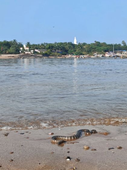 Mumbai's Coastal Wildlife: A Hidden World photo 4