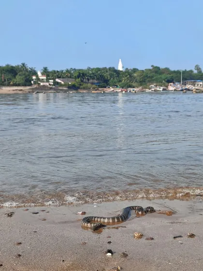 A File Snake at the water's edge. While not as common as other species, there are a few locations along Mumbai's shore where these non-venomous snakes are thriving.