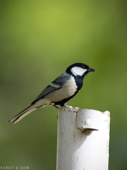 A Cinereous Tit that surprised me by landing on a pipe very close by, offering a perfect opportunity for a portrait against a lovely green background.
