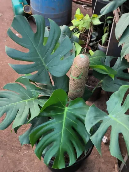 Rare & Collector's Plants photo 10