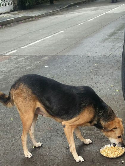 A German Shepherd mix enjoying his portion. I provide food for all types of stray dogs, big and small.