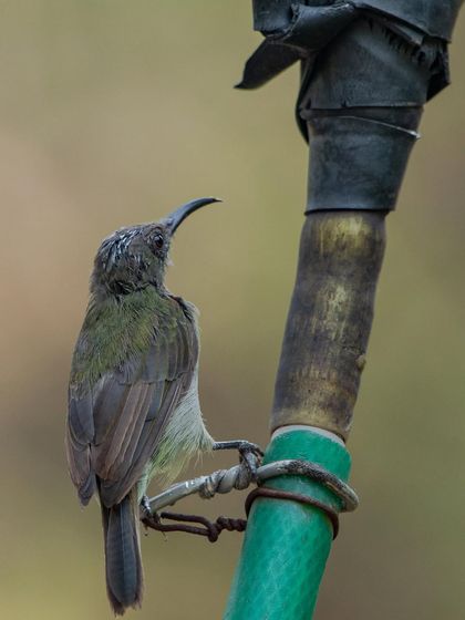 A sunbird looking up at a leaking pipe, perhaps waiting for a drop of water. Nature always finds a way.