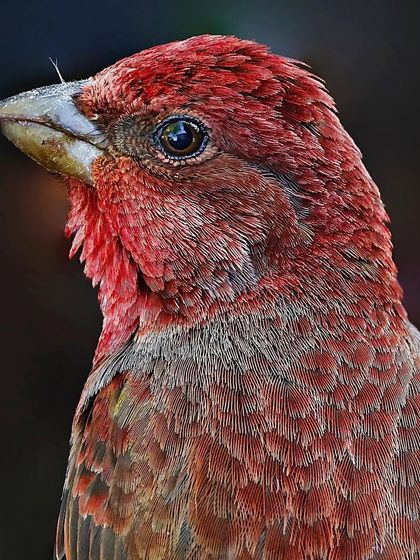 A close-up of a male Rosefinch. The deep crimson color and the intricate texture of its head and breast feathers are captured in stunning detail against a dark background.