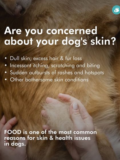 The Pack - Pet Parent Education & Workshops Expert-Led Online Masterclasses photo 23