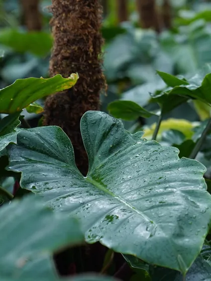 Meet 'Jungle Fever', a lush Philodendron with bold, heart-shaped leaves that loves indirect light and minimal fuss. It’s one of the easiest ways to add a touch of the tropics to your home.