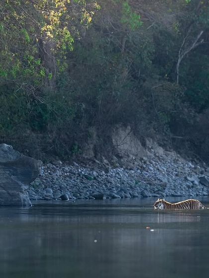 The Striped Kingdom: Tigers of India photo 33