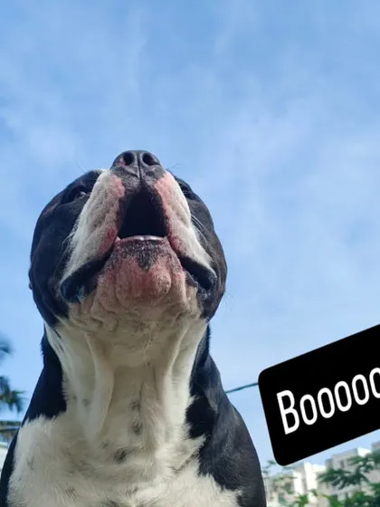 Boooooowwww. Juno practicing his big scary bark.