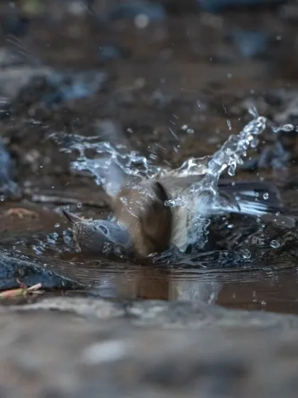 A Red-breasted Flycatcher beating the summer heat with a refreshing splash.