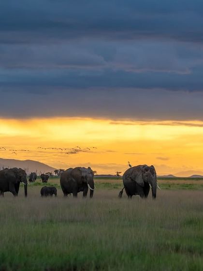 A herd of elephants grazing at sunset in Amboseli. This is one of the best places on earth to photograph these gentle giants.