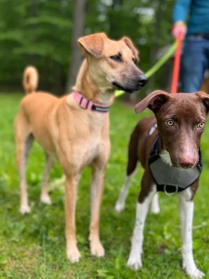 Stella and Luna, a bonded pair of indie rescues, sticking together in their new park in the USA. It's special to help siblings or friends travel together.