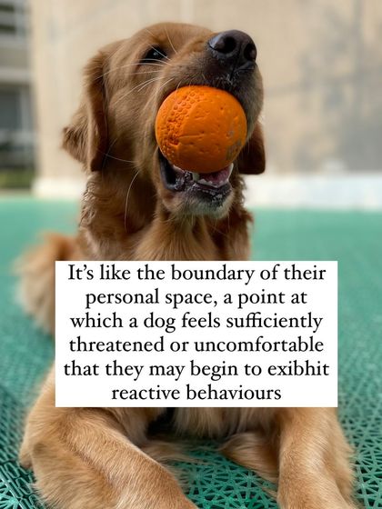 Nitika Ahlawat - Dog Training & Behavior Everyday Training for Real Life photo 10