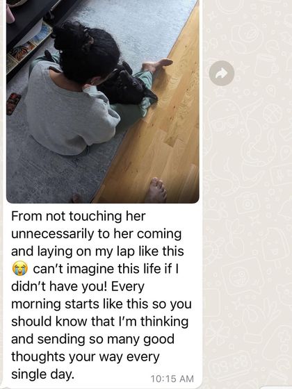 Confident Dogs - Canine Behavior Modification Real Dogs, Real Transformations photo 44