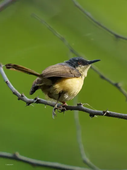 An Ashy Prinia looks up, its tail cocked in a characteristic pose. This portrait captures the energetic personality of the bird.