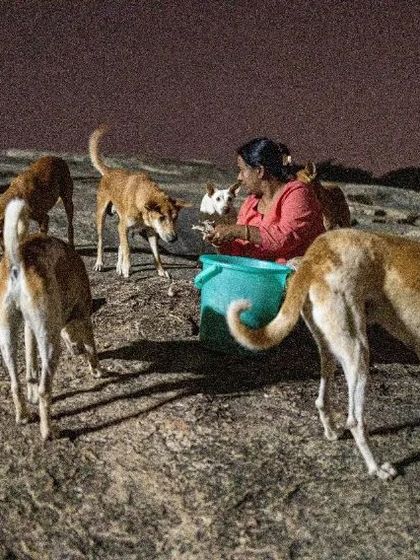 Surrounded by her furry friends, a feeder makes sure everyone gets their share. This is what community animal welfare looks like on the ground.