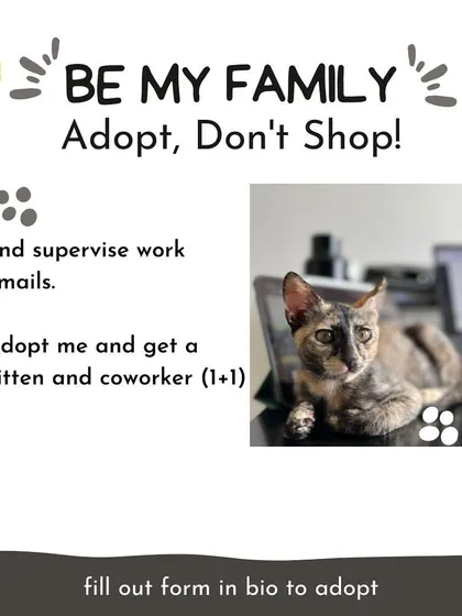 Bean is not just a kitten, she's also a great coworker. She'll supervise your work emails and make sure you take enough breaks for petting.