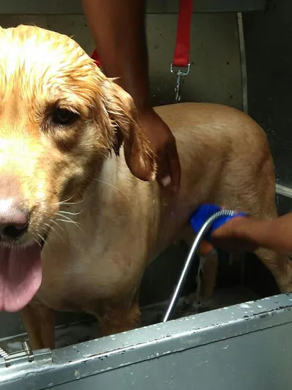 Bath time is happy time in our van. We use a gentle, handheld shower to wash this lovely Labrador, ensuring a stress-free and thorough clean without any scary, high-pressure blasts of water.