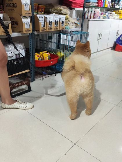 Peanut explores our shop while waiting for his parent. Our integrated space allows pets to feel comfortable and browse for treats or toys.