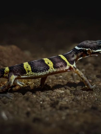 A Leopard Gecko on the move. Our night photowalks are designed to find and document these lesser-seen nocturnal creatures.