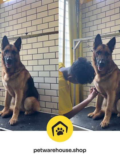 Pet Warehouse - Pet Grooming Services Our Grooming Spa in Action photo 18