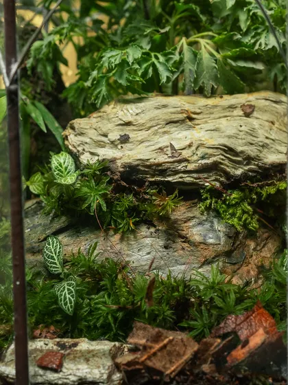 A macro shot focusing on the rocky landscape inside the hexagonal terrarium. The different textures of the plants, like the fittonia, create a rich and detailed scene.