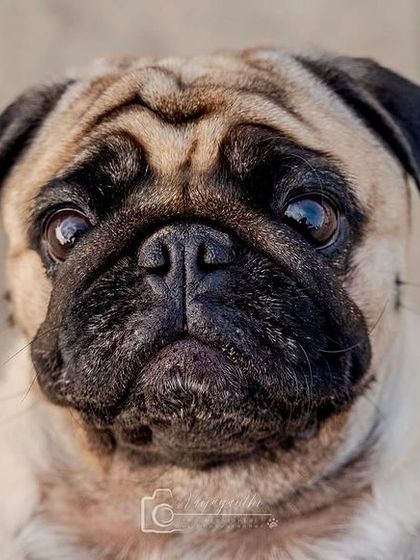 A close-up of a pug's wonderfully expressive face, from my September recap.