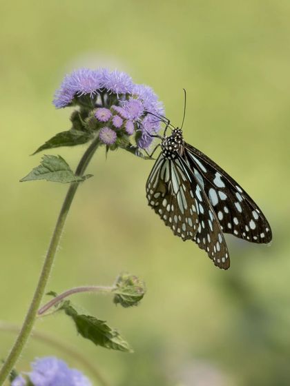 Another angle of the Blue Tiger butterfly, showing the top of its wings.