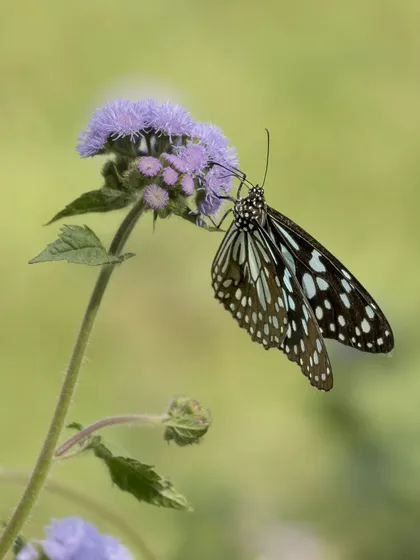 Another angle of the Blue Tiger butterfly, showing the top of its wings.
