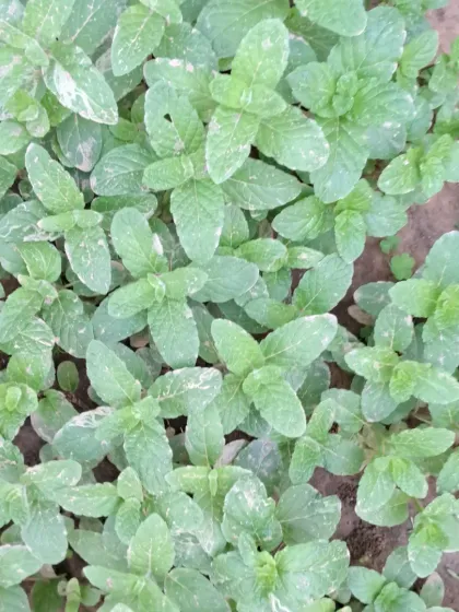 Bhardwaj - Urban Gardening Consultation Grow Your Own Organic Vegetables photo 32
