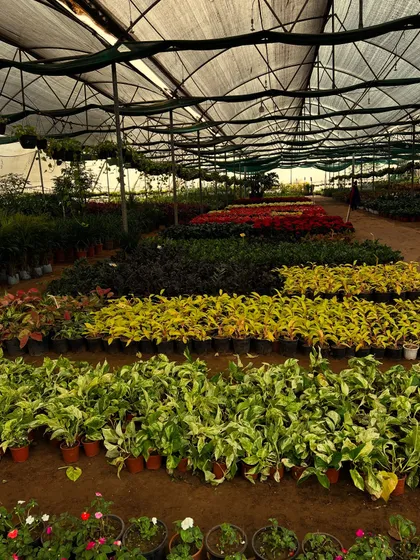 A view of our indoor plant section, showcasing rows of colorful foliage plants like money plants and caladiums. The variety of colors and textures we offer is perfect for creating a vibrant indoor jungle.