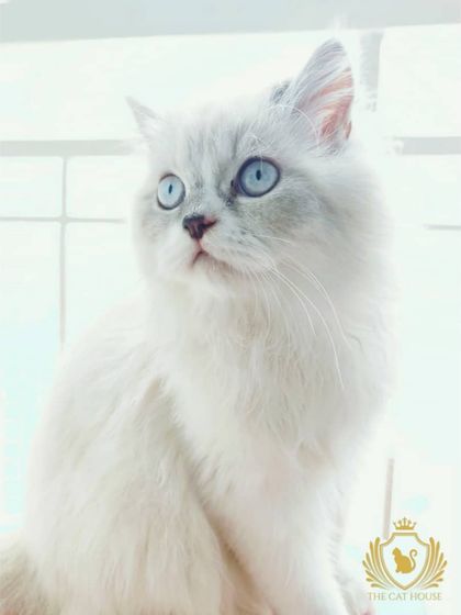 The Cat House - Cat Boarding Our Happy Guests: A Portrait Gallery photo 10