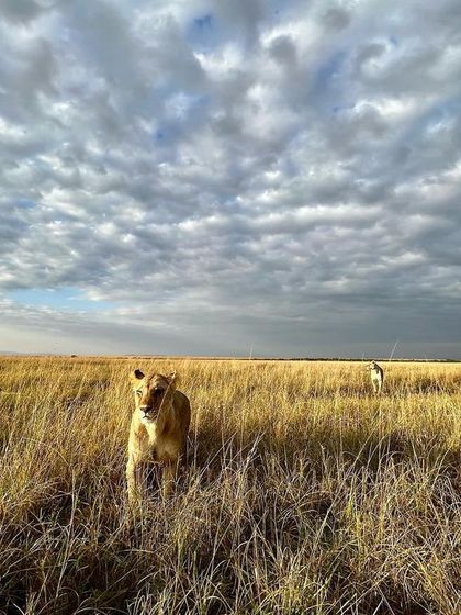 A wider perspective of the lioness on the prowl, emphasizing the vastness of the grassland she hunts in.
