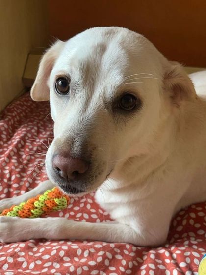 Zoella Dog Training - Behavior Modification Our Graduates: Client Success Stories photo 17