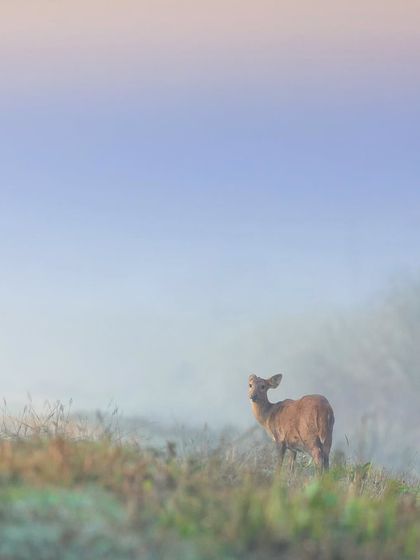 Giants & Other Jewels photo 28