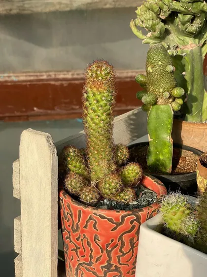 This Mammillaria cactus, with its distinctive shape and clustering habit, is a favourite in my collection. It's a relatively easy cactus to care for, making it a good choice for beginners.