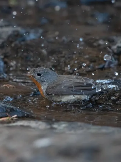 The Red-breasted Flycatcher enjoying its bath, with water droplets frozen in mid-air.