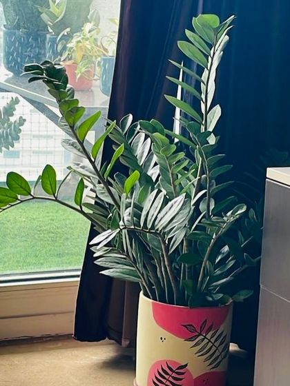 The ZZ plant is perfect for everyone, from first-time plant parents to seasoned collectors. Here it is in a fun, hand-painted pot, adding a pop of color and life near a window.