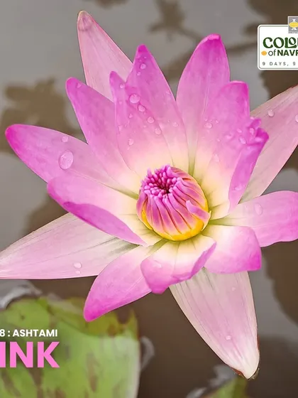 The Pink Water Lily, or Nymphaea nouchali, represents joy and positivity. Its stunning blooms float on the water's surface, providing beauty and shelter for aquatic life.