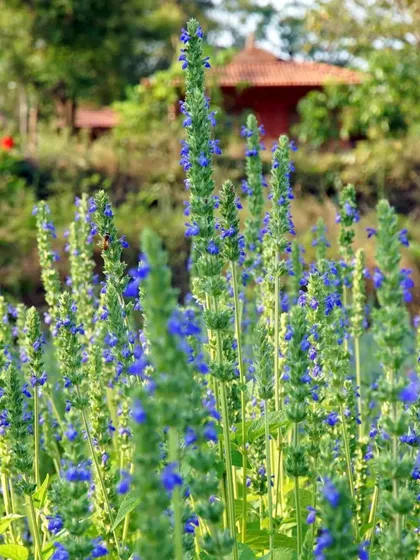 A field of blooming chia plants with their delicate blue flowers. We are always experimenting with what we can grow, and these flowers add a beautiful touch of color to our landscape.