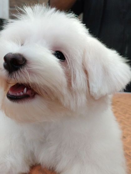 Teddy looking bright-eyed and fresh after his trim. A proper puppy cut keeps him clean and allows him to see the world clearly.