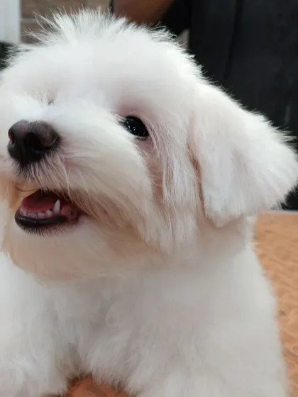 Teddy looking bright-eyed and fresh after his trim. A proper puppy cut keeps him clean and allows him to see the world clearly.
